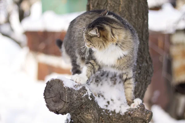 Fluffiga katt sitter på en trädgren på vintern — Stockfoto