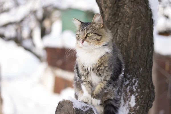 蓬松的猫坐在一根树枝在冬天 — 图库照片