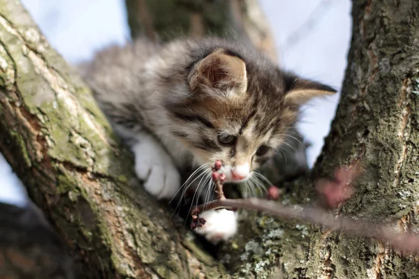 Küçük tüylü kedi yavrusu doğa ağacında üzerinde — Stok fotoğraf