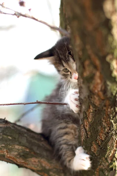 Pequeno gatinho fofo na árvore na natureza — Fotografia de Stock