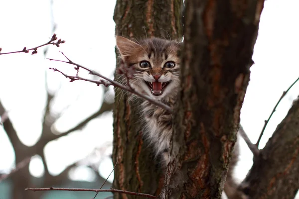 Frightened beautiful kitten in a tree meows — Stock Photo, Image