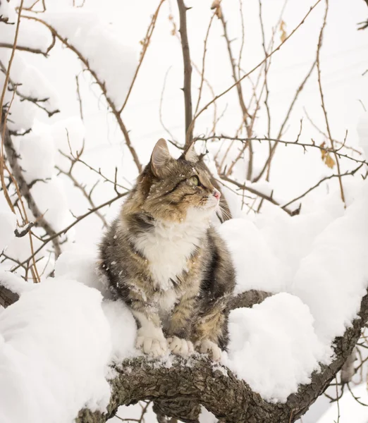 Fluffy cat sitting on a tree branch in winter — Stock Photo, Image