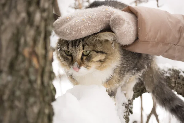 Gatto soffice seduto su un ramo d'albero in inverno — Foto Stock