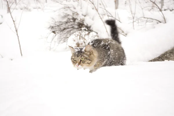 Gato fofo andando na neve — Fotografia de Stock