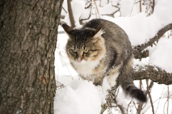 Пушистая кошка зимой сидит на ветке дерева — стоковое фото
