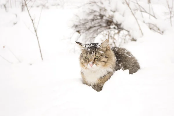 Gato fofo caminha na neve no inverno — Fotografia de Stock