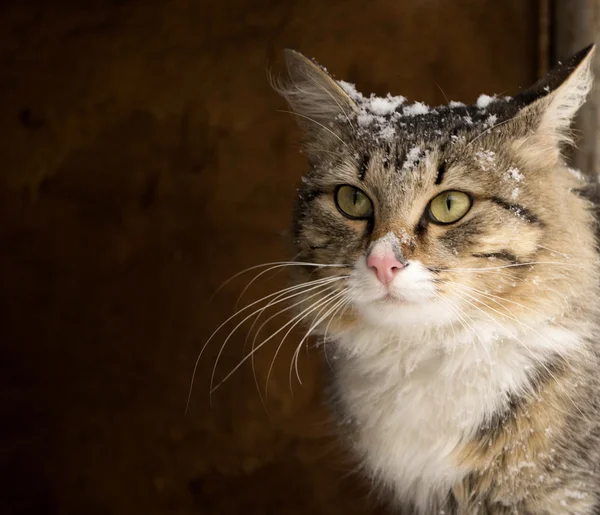 Retrato de um belo gato fofo — Fotografia de Stock