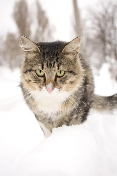 Gattino soffice seduto su una recinzione in inverno — Foto Stock