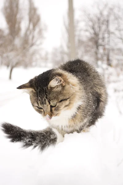 Fluffy cat sitting on a fence in winter — Stock Photo, Image