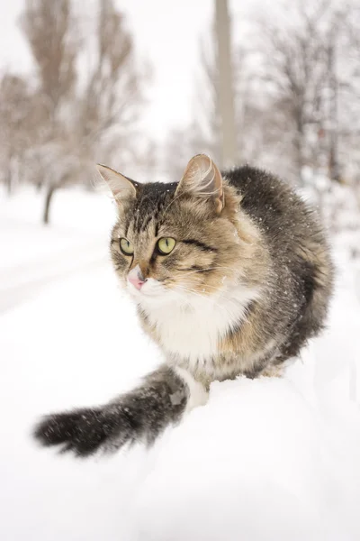 Fluffy kitten sitting on a fence in winter — Stock Photo, Image