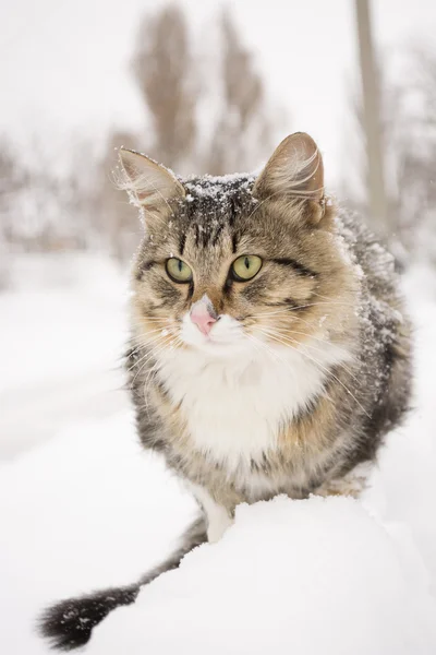 Fluffy kitten sitting on a fence in winter — Stock Photo, Image