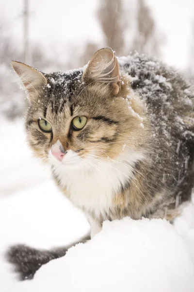 Pörröinen kissanpentu istuu aidan talvella — kuvapankkivalokuva