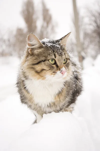 Flauschiges Kätzchen sitzt im Winter auf einem Zaun — Stockfoto