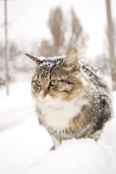 Fluffy cat sitting on a fence in winter — Stock Photo, Image