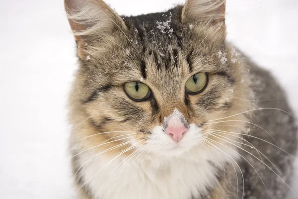 Portret pięknego puszystego kota — Zdjęcie stockowe