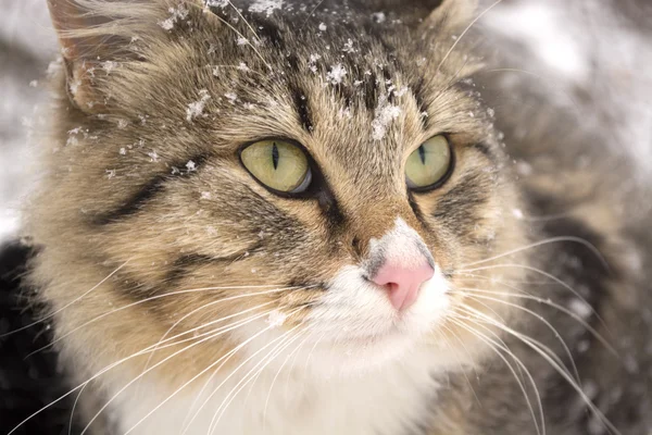 Porträtt av en vacker fluffig katt — Stockfoto