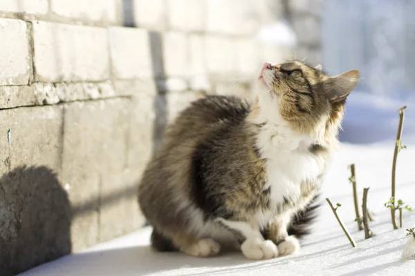 Vackra fluffiga katt sitter på snön på vintern — Stockfoto