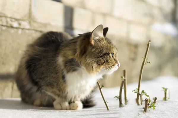 겨울에는 눈에 앉아 아름 다운 솜 털 고양이 — 스톡 사진