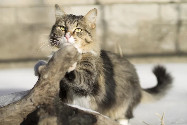 Hermoso gato esponjoso y madera en la nieve —  Fotos de Stock