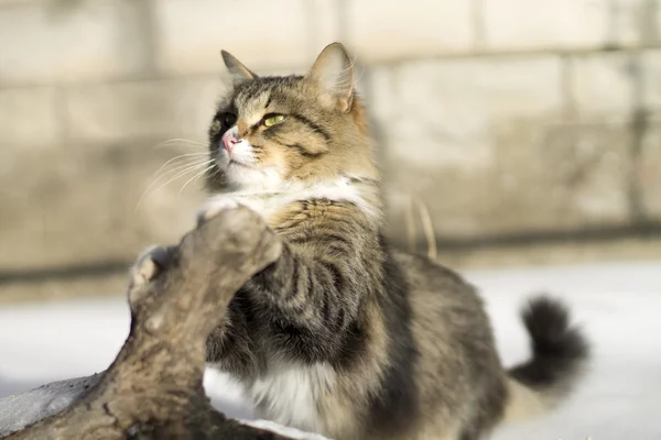 Hermoso gato esponjoso en invierno y la naturaleza —  Fotos de Stock