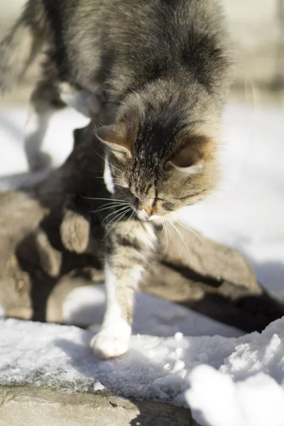 Красивая пушистая кошка зимой и на природе — стоковое фото