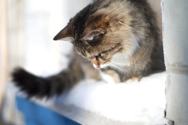 Hermoso felino esponjoso en un alféizar de ventana en invierno —  Fotos de Stock