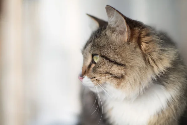 Portrait of a beautiful fluffy cat in winter — Stock Photo, Image