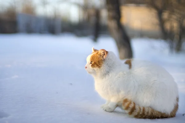 Vackra fluffiga katten i snön på vintern — Stockfoto