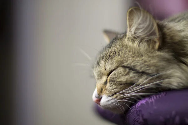 Sleeping handsome cat — Stock Photo, Image