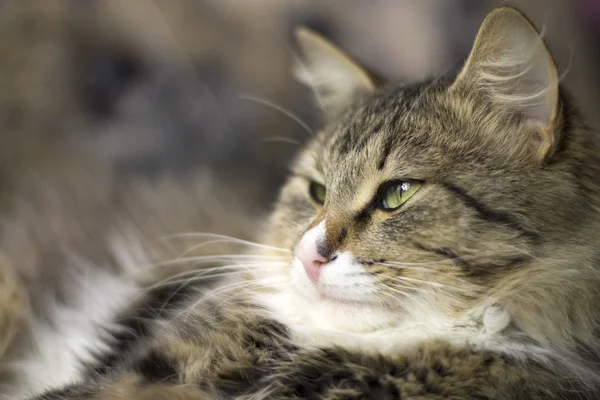 Bellissimo gatto soffice è assonnato — Foto Stock