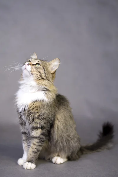 Flauschige gestromte Katze sitzt auf grauem Hintergrund — Stockfoto