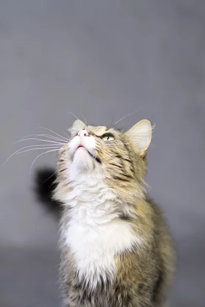 Porträt einer schönen, flauschigen, süßen Katze — Stockfoto