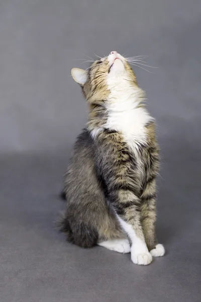 Nadýchaný mourovatá kočka sedí na šedém pozadí — Stock fotografie