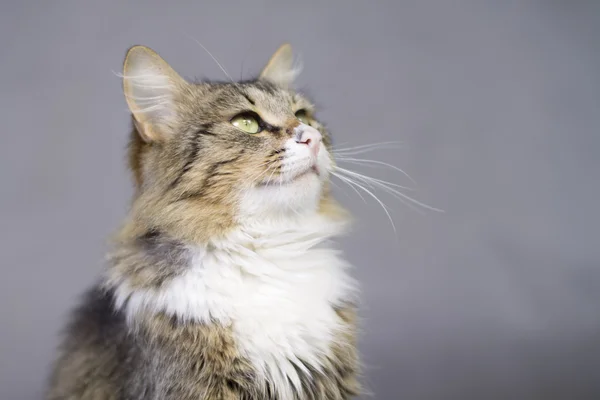 Porträt einer schönen, flauschigen, süßen Katze — Stockfoto