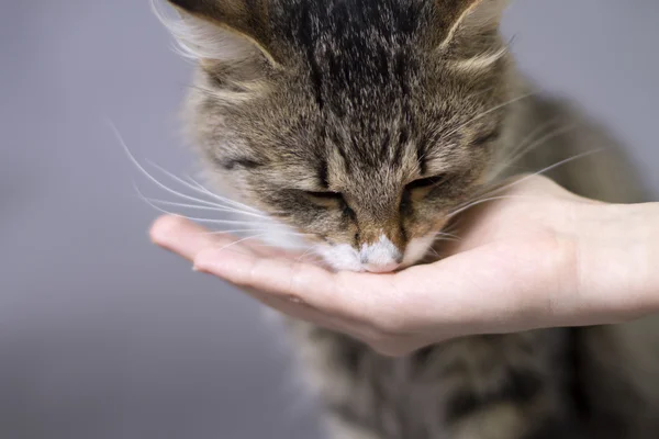 Krásné chlupaté roztomilé kočka jí z rukou — Stock fotografie