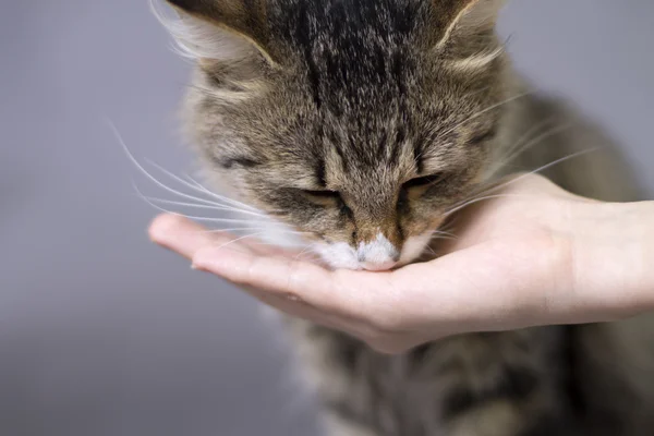 güzel kabarık şirin kedi elinden yiyor