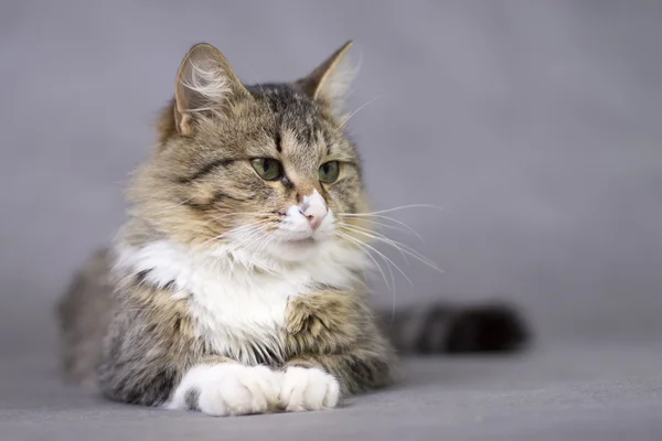 Porträt einer schönen, flauschigen, süßen Katze — Stockfoto