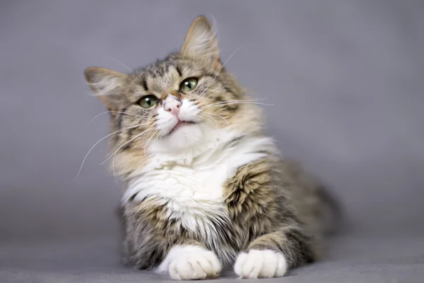 Retrato de un hermoso peludo lindo gato —  Fotos de Stock