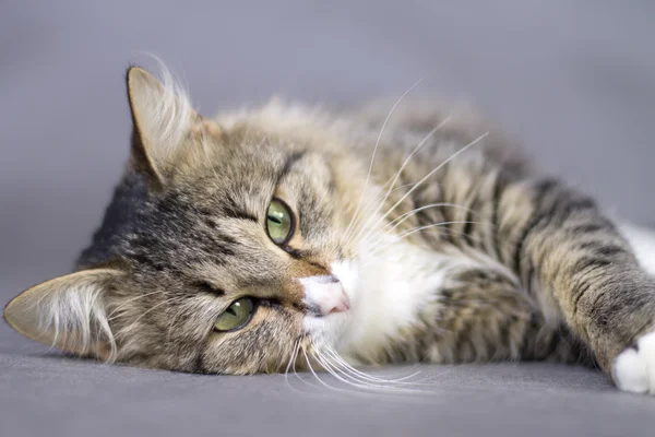 Πορτρέτο του μια όμορφη χνουδωτή χαριτωμένη γάτα — Φωτογραφία Αρχείου