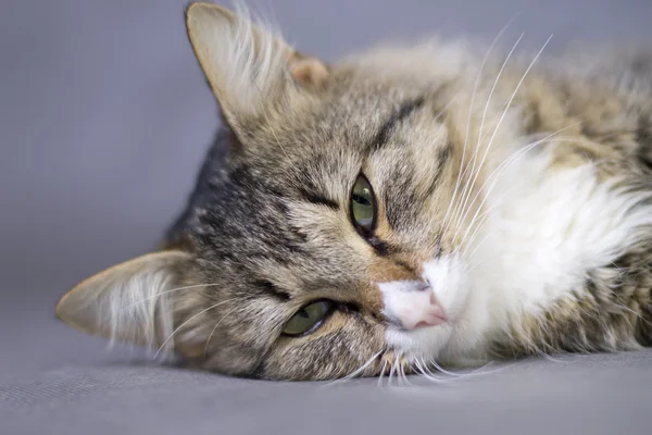 Portrait of a beautiful fluffy lying sleepy  cat — Stock Photo, Image