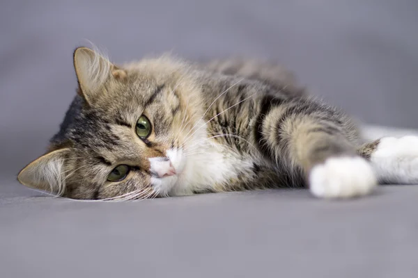 Portrait of a beautiful fluffy cute cat — Stock Photo, Image