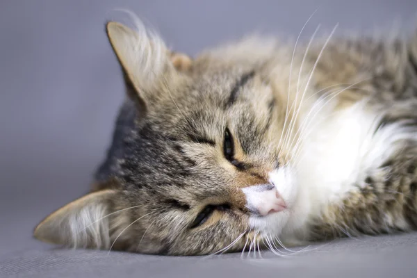 Portrét krásné chlupaté roztomilé kočky — Stock fotografie