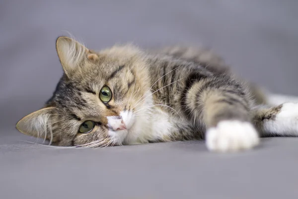 Портрет красивого пухнастого лежачого сонного кота — стокове фото