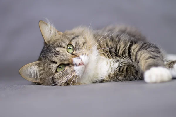 Porträt einer schönen, flauschigen, schläfrigen Katze — Stockfoto