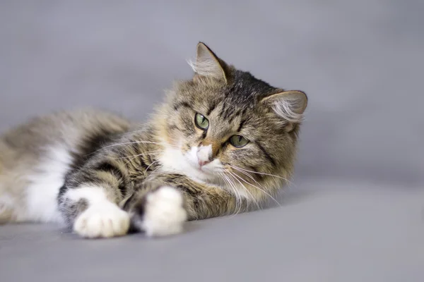 Portrait of a beautiful fluffy lying sleepy  cat — Stock Photo, Image