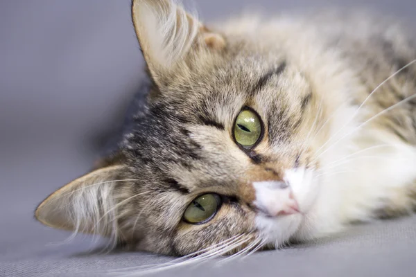 Portrét krásné nadýchané kočky — Stock fotografie
