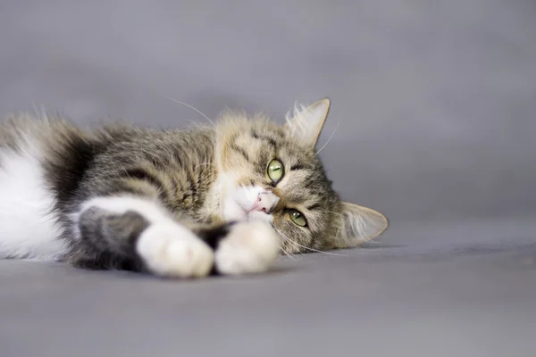 Retrato de um belo gato mentiroso fofo — Fotografia de Stock