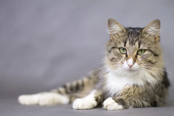 Porträt einer schönen, flauschig liegenden Katze — Stockfoto