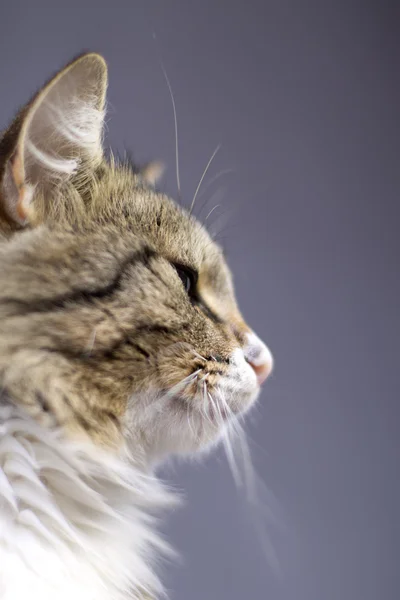 Porträt einer schönen, flauschigen, süßen Katze — Stockfoto