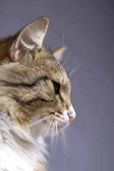 Porträt einer schönen, flauschigen, süßen Katze — Stockfoto